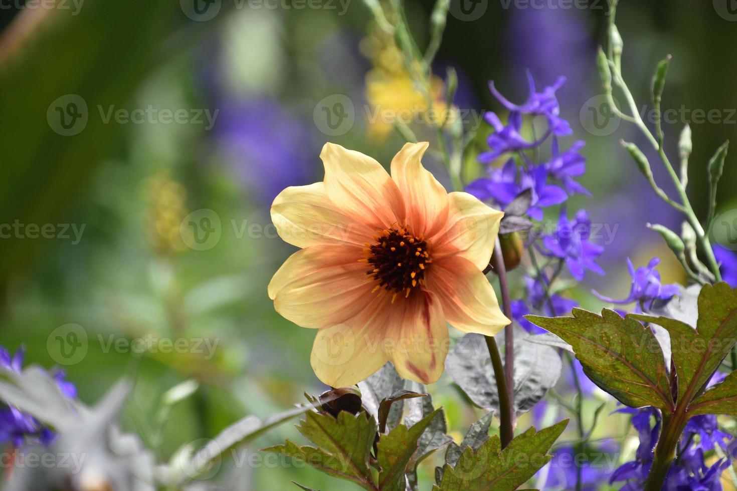 hübsche blühende Dahlienblume in einem Garten foto