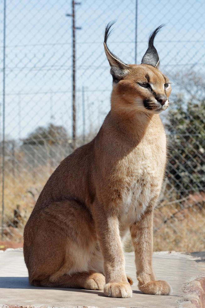 Karakal im Naturschutzgebiet foto