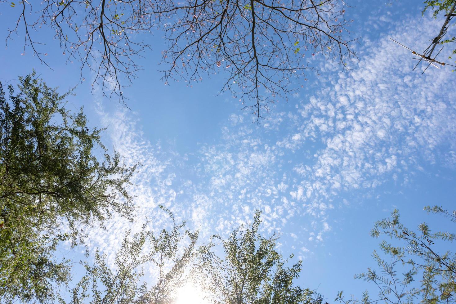 Ansicht von unten blauer Himmel und Wolken mit Baum auf der Seite des Bildes. foto