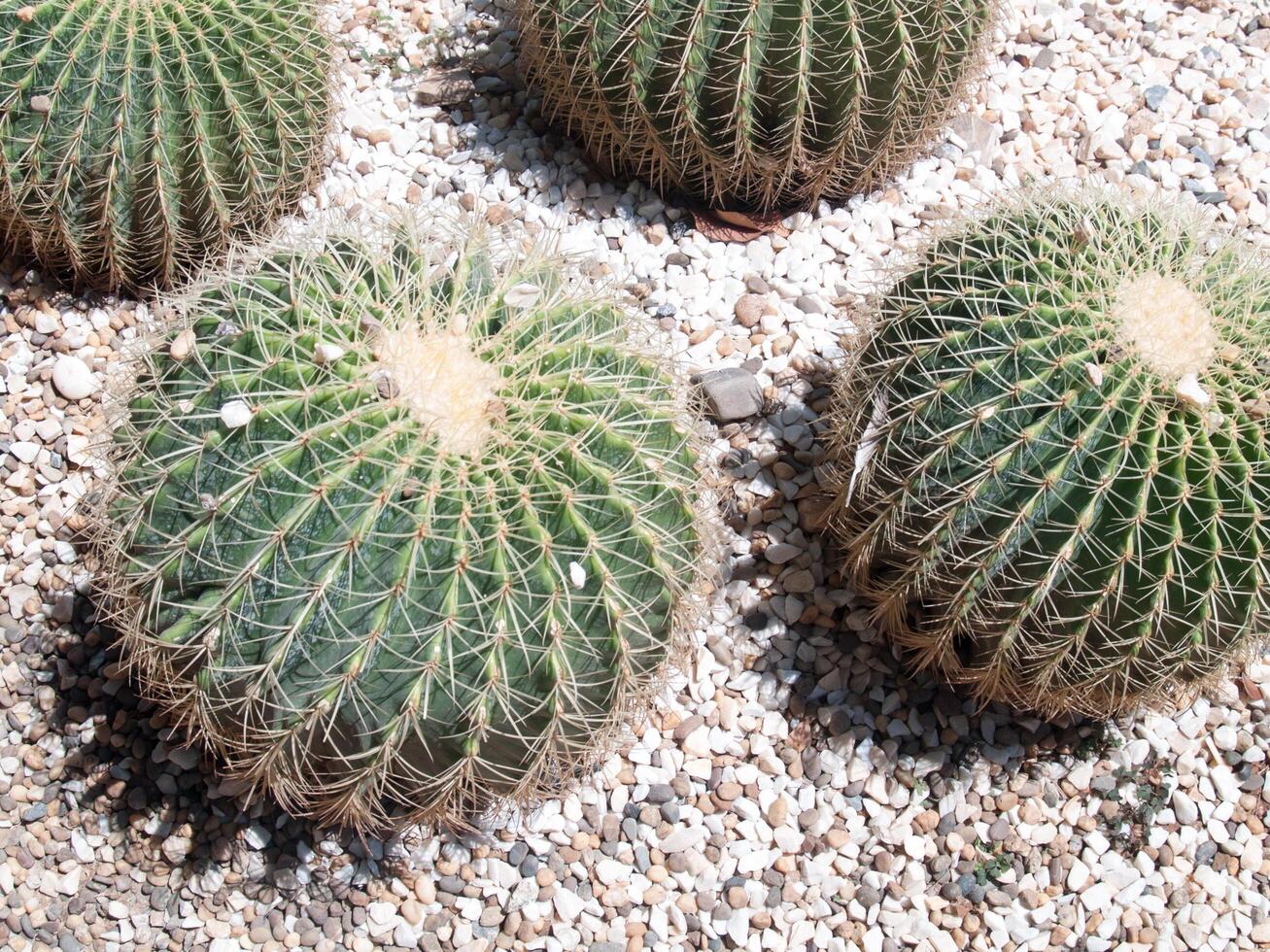 echinocactus grusonii oder Kaktus mit rund um den Kiesel foto