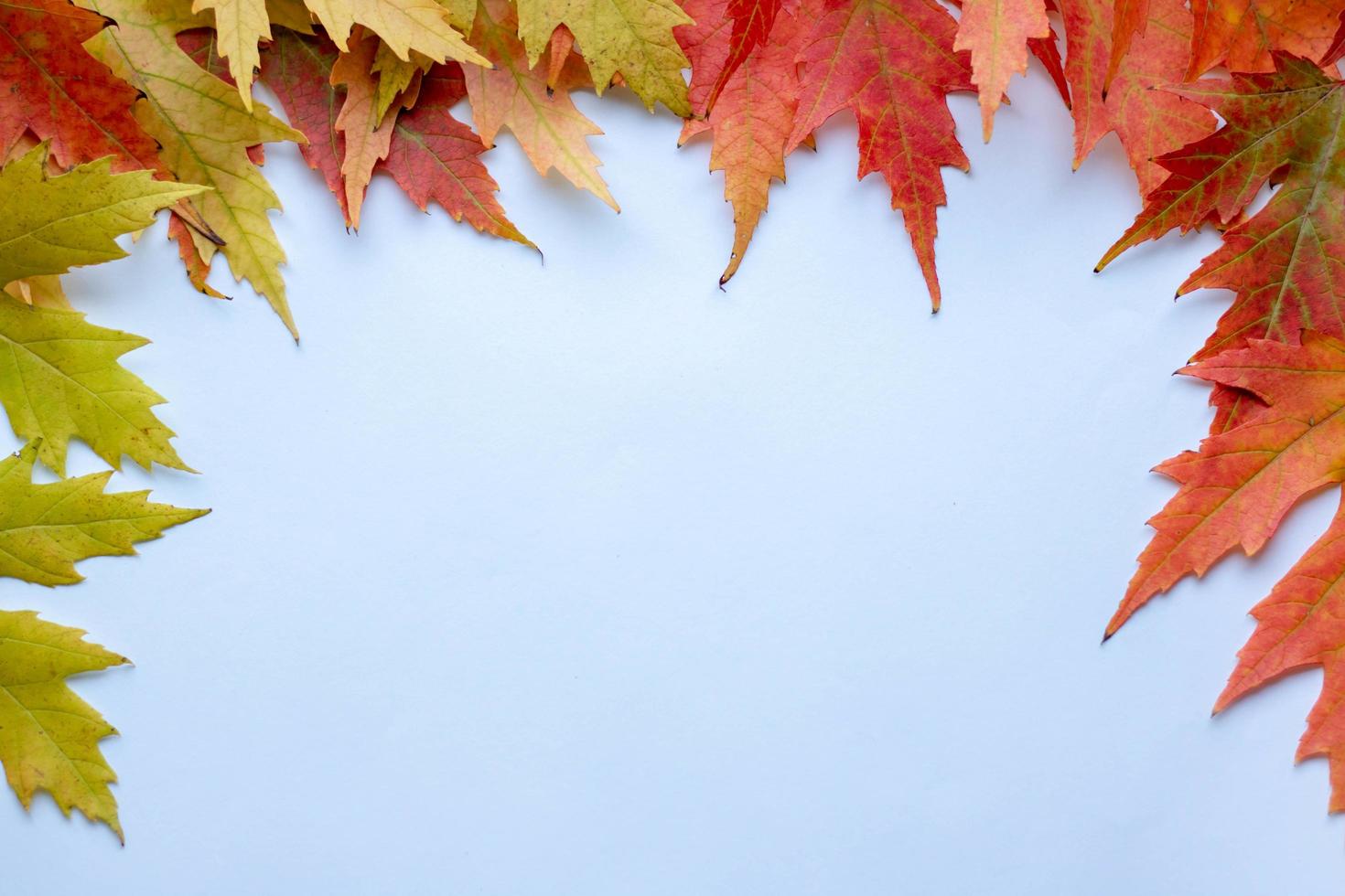 herbst kreative komposition. getrocknete Blätter auf weißem Hintergrund. Herbstkonzept. Herbst Hintergrund. flache Lage, Draufsicht, Kopierbereich. foto