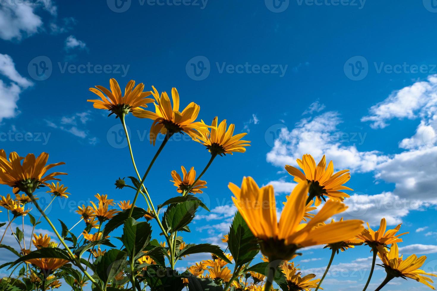 Gelbe Wildblumen greifen nach dem blauen Wolkenhimmel foto