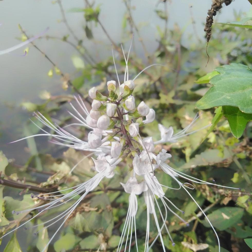 Orthosiphon aristatus, der am Rande eines Sees im Garten wächst, ist Orthosiphon aristatus oder auch als Katzenbart bekannt foto