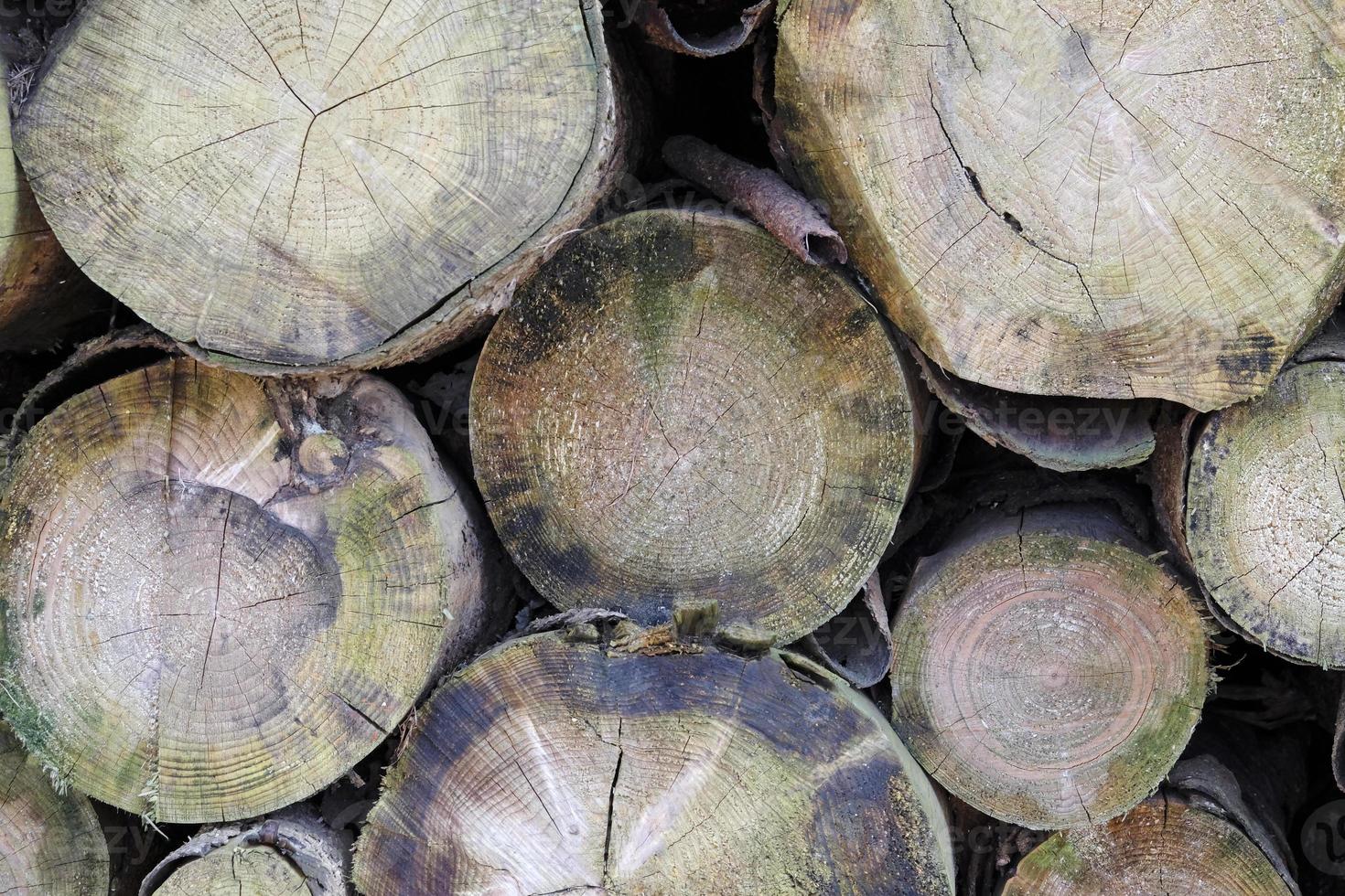 gestapelte Baumstämme in einem Wald foto