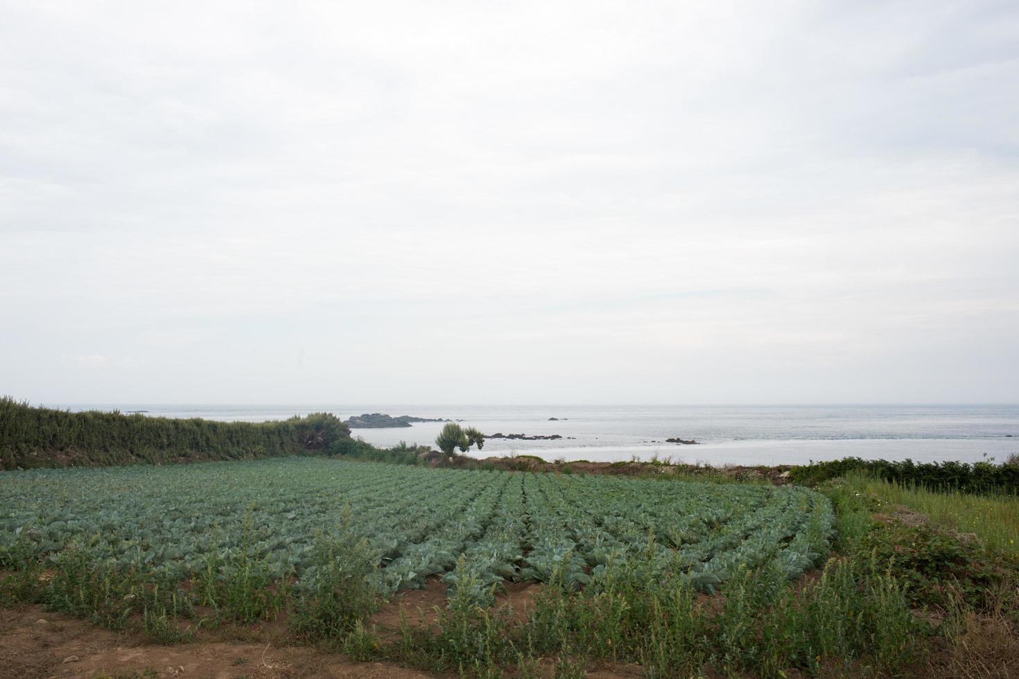 Land mit wachsendem Kohl in der Nähe des Ozeans. Batz-Insel, Frankreich foto