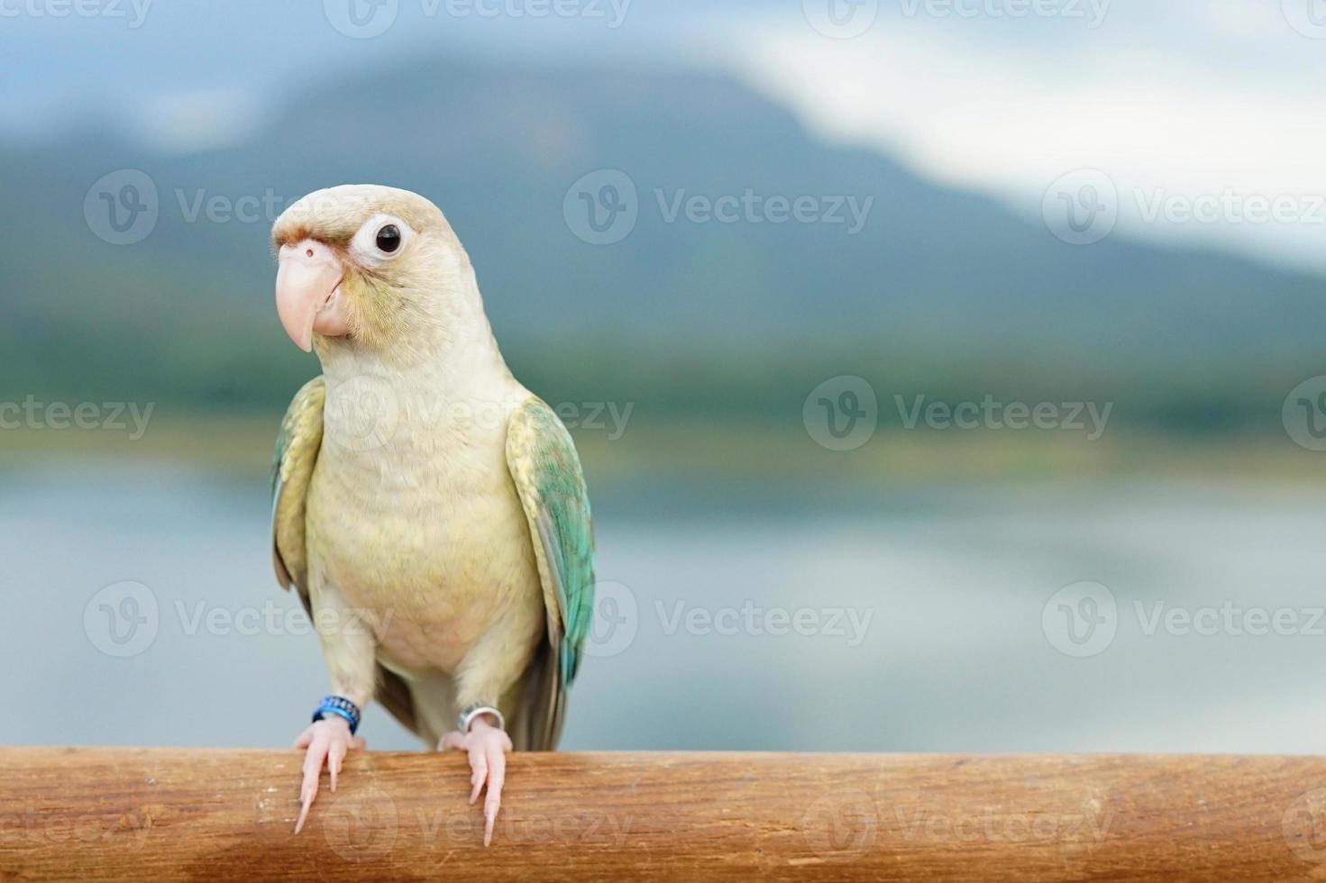 grüne Wangensittiche türkise Ananas türkise Zimt- und Opalfarbene Mutationen Farbe auf dem Himmel und dem Berghintergrund, der kleine Papagei der Gattung Pyrrhura hat einen scharfen Schnabel. foto