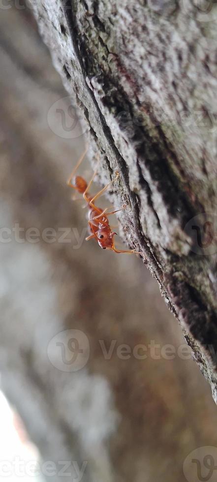 Kerengga ist eine große rote Ameise, von der bekannt ist, dass sie eine hohe Fähigkeit hat, Gurte für ihre Nester zu bilden, die Weberameise genannt wird foto