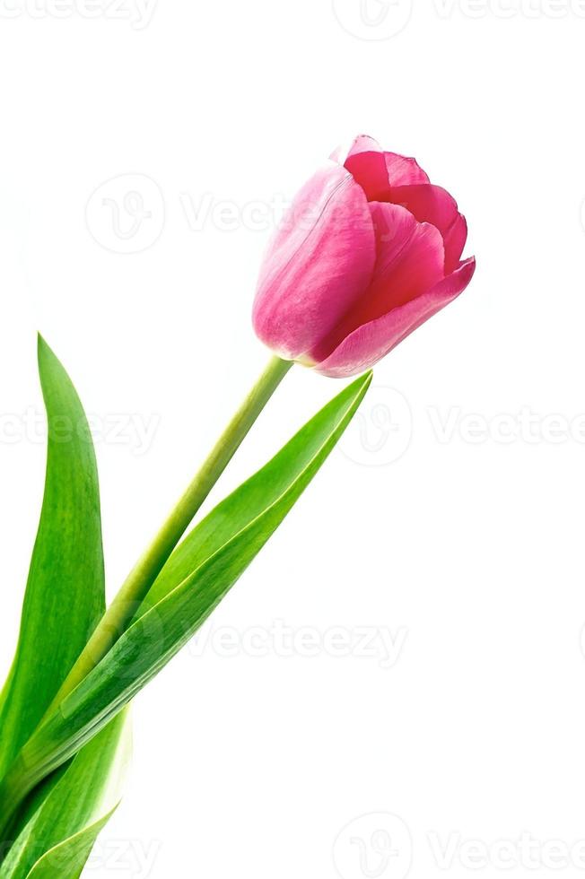 rosafarbene Tulpenblumen foto