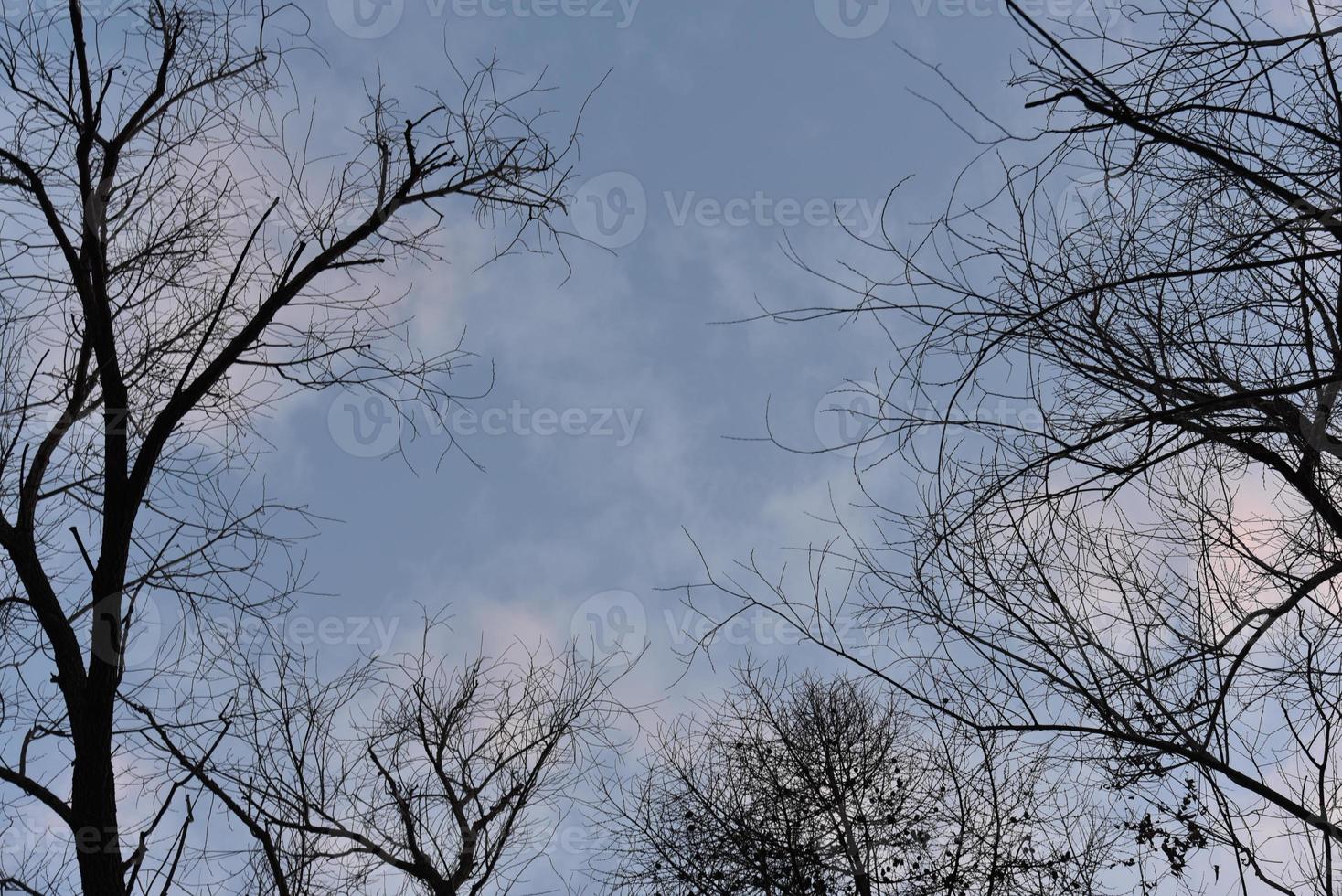 Schwarze Äste vor blauem Himmel ohne Blätter. foto