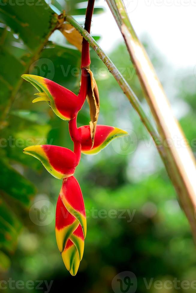 heliconia rostrata, cakar hummer gantung ist eine krautige mehrjährige pflanze, die in el salvador, peru, bolivien, kolumbien, venezuela, costa rica und ecuador beheimatet ist und in puerto rico eingebürgert wurde. foto