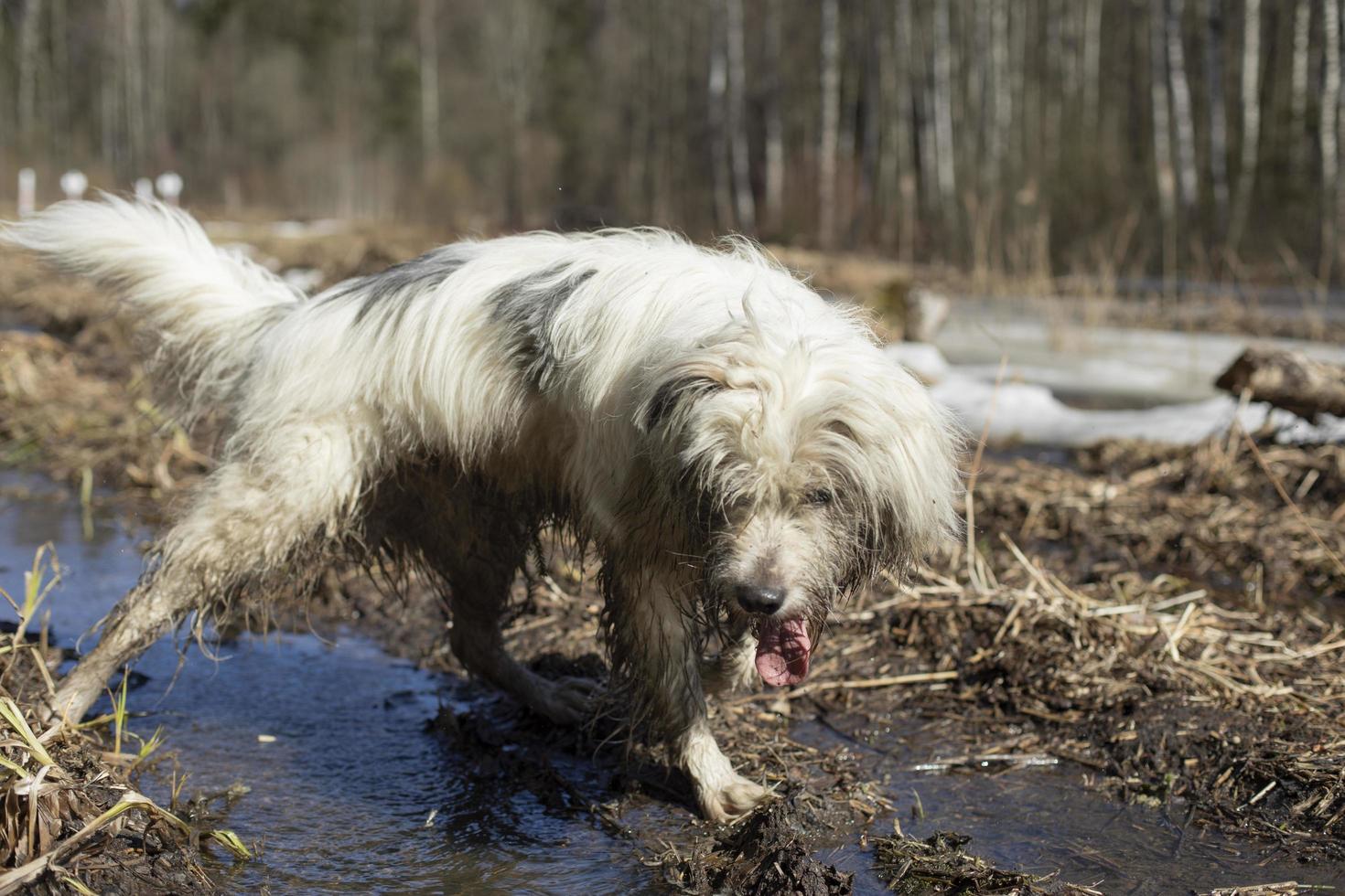 Hund im Frühling. haustier sucht nach spurtier im wald. foto