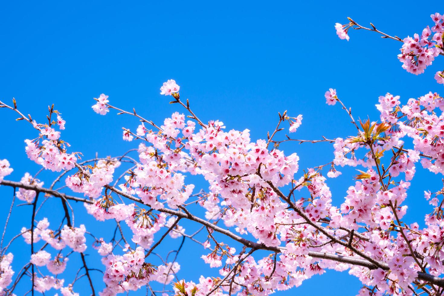 schöne kirschblüte sakura, die in der frühlingssaison gegen den blauen himmel voller blüte blüht foto