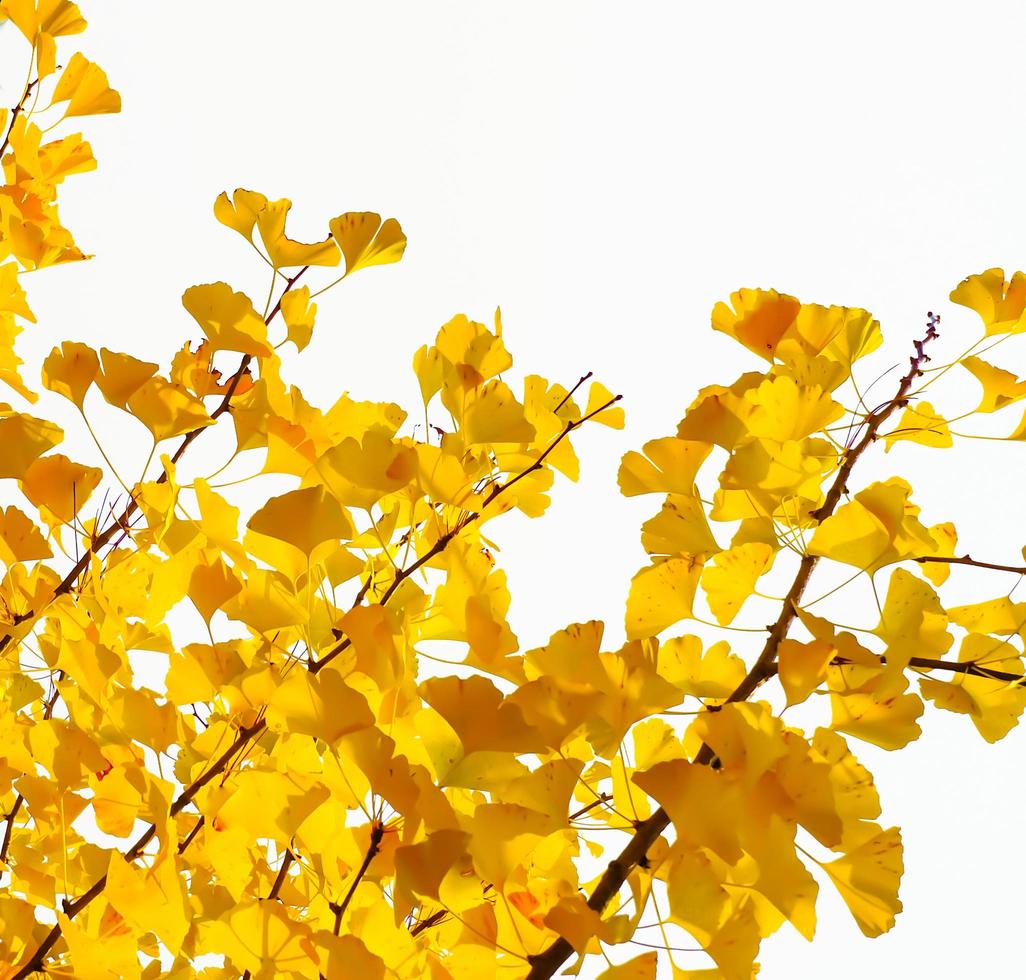 Gelbe Ginkgo-Biloba-Blätter im Herbst auf weißem Hintergrund foto