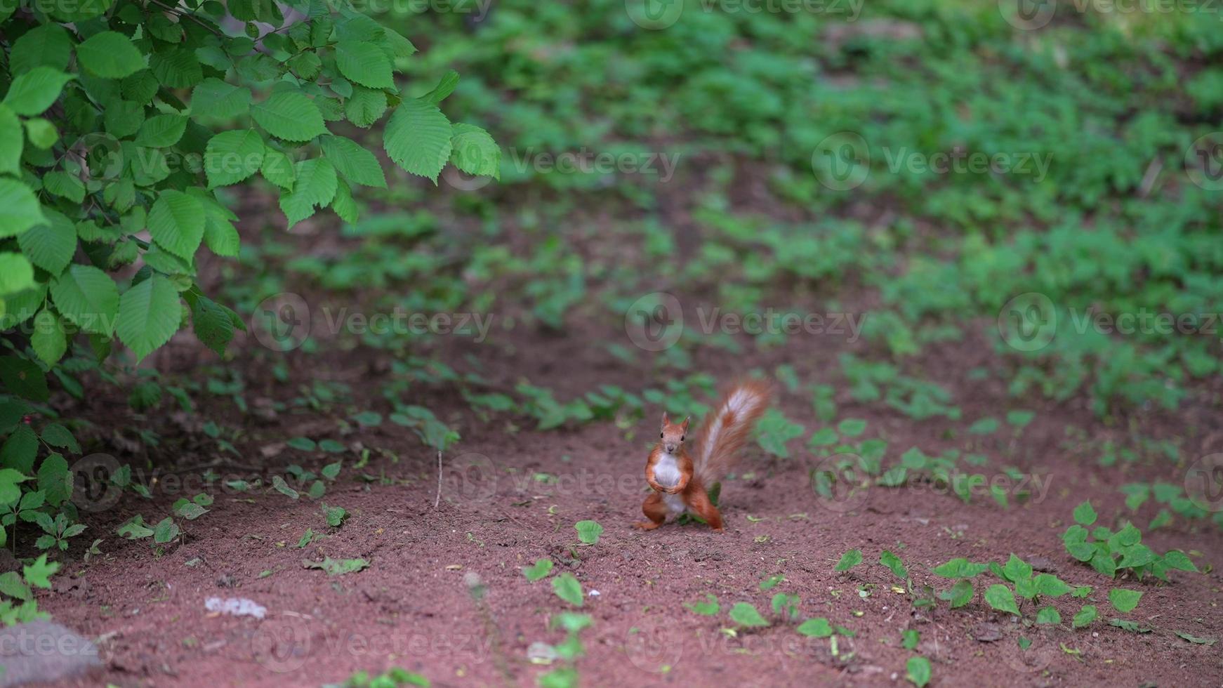 Eichhörnchen sucht Nahrung auf dem Boden in einem Stadtpark foto