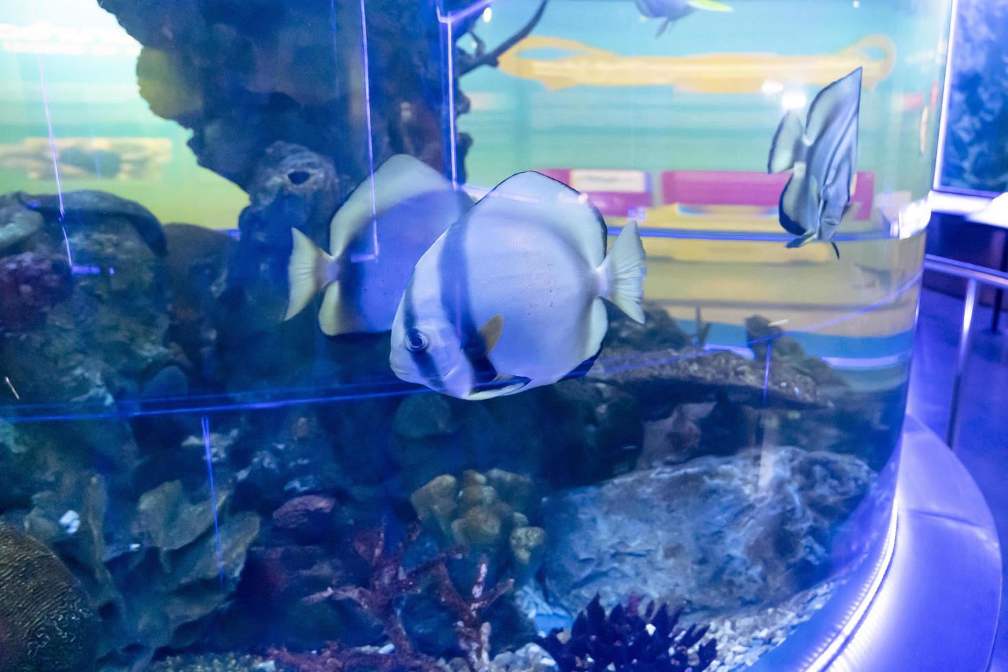 Fische im Aquarium. Konzept für Süßwasseraquarien foto
