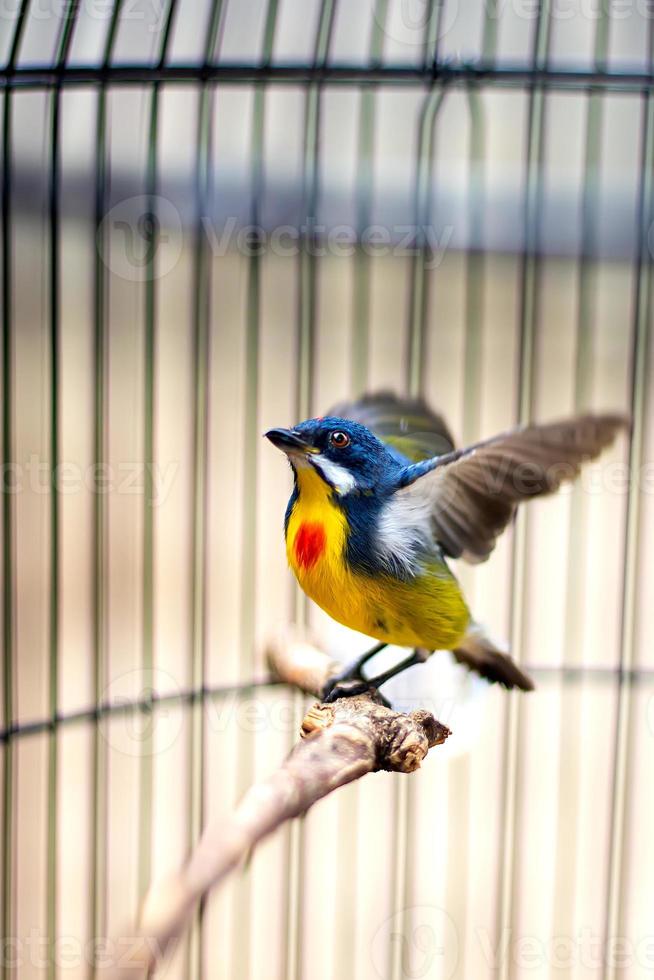 pentis pelangi bird ist eine Vogelart aus der Familie der Dicaeidae. es kommt in indonesien, malaysia, myanmar und thailand vor. foto