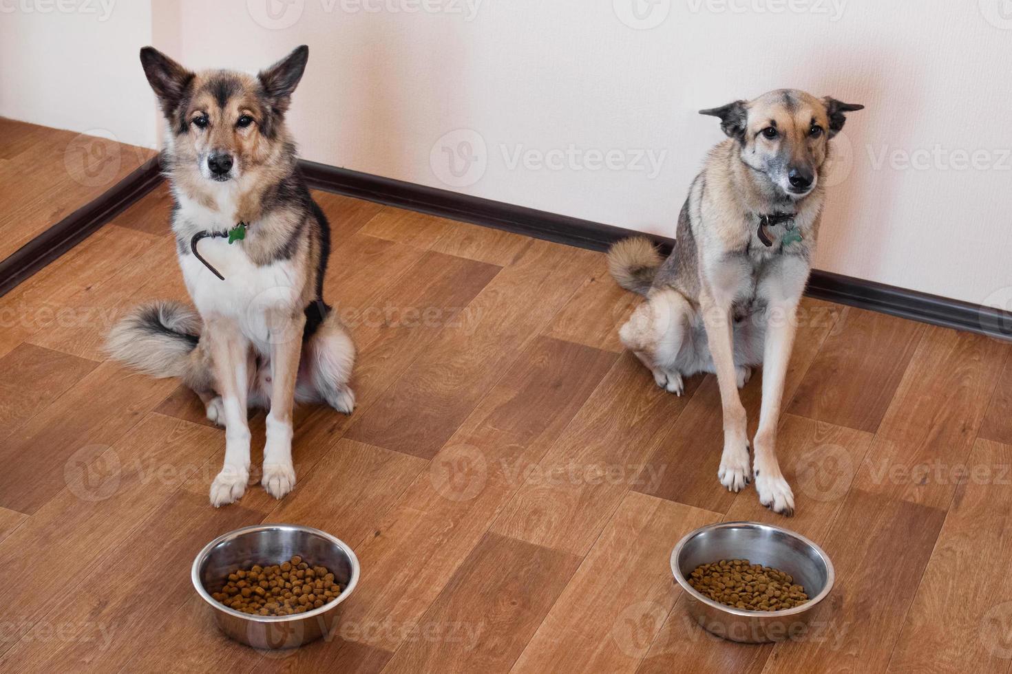 Zwei Hunde warten auf die Fütterung. Haustiere mit zwei Futternäpfen. foto