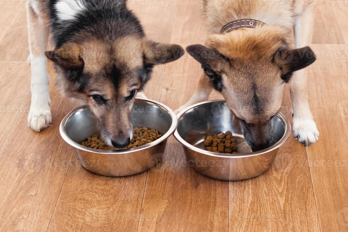 zwei braun-weiße hunde fressen futter aus schüssel. Haustiere füttern. foto