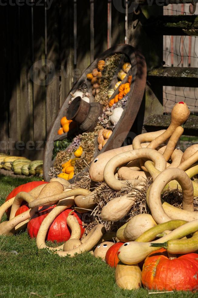 viele Kürbisse im Garten foto