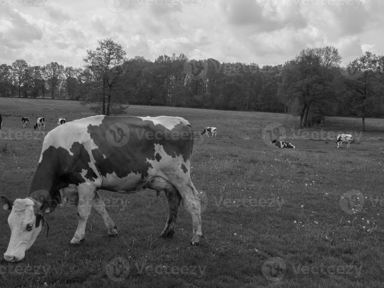 sommer in westfalen foto