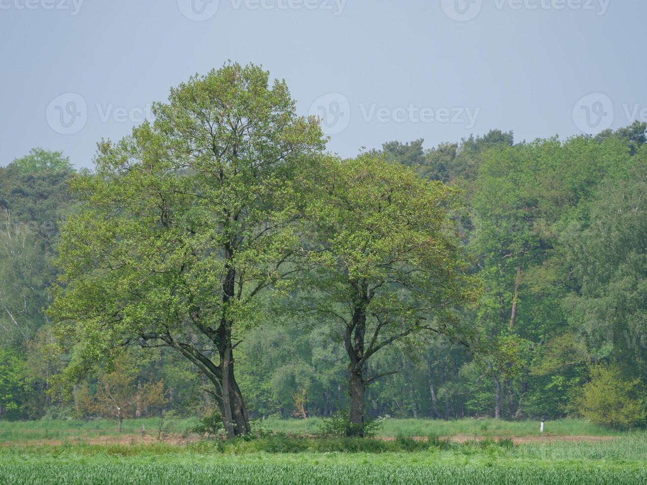 wandern in westfalen bei duelmen foto