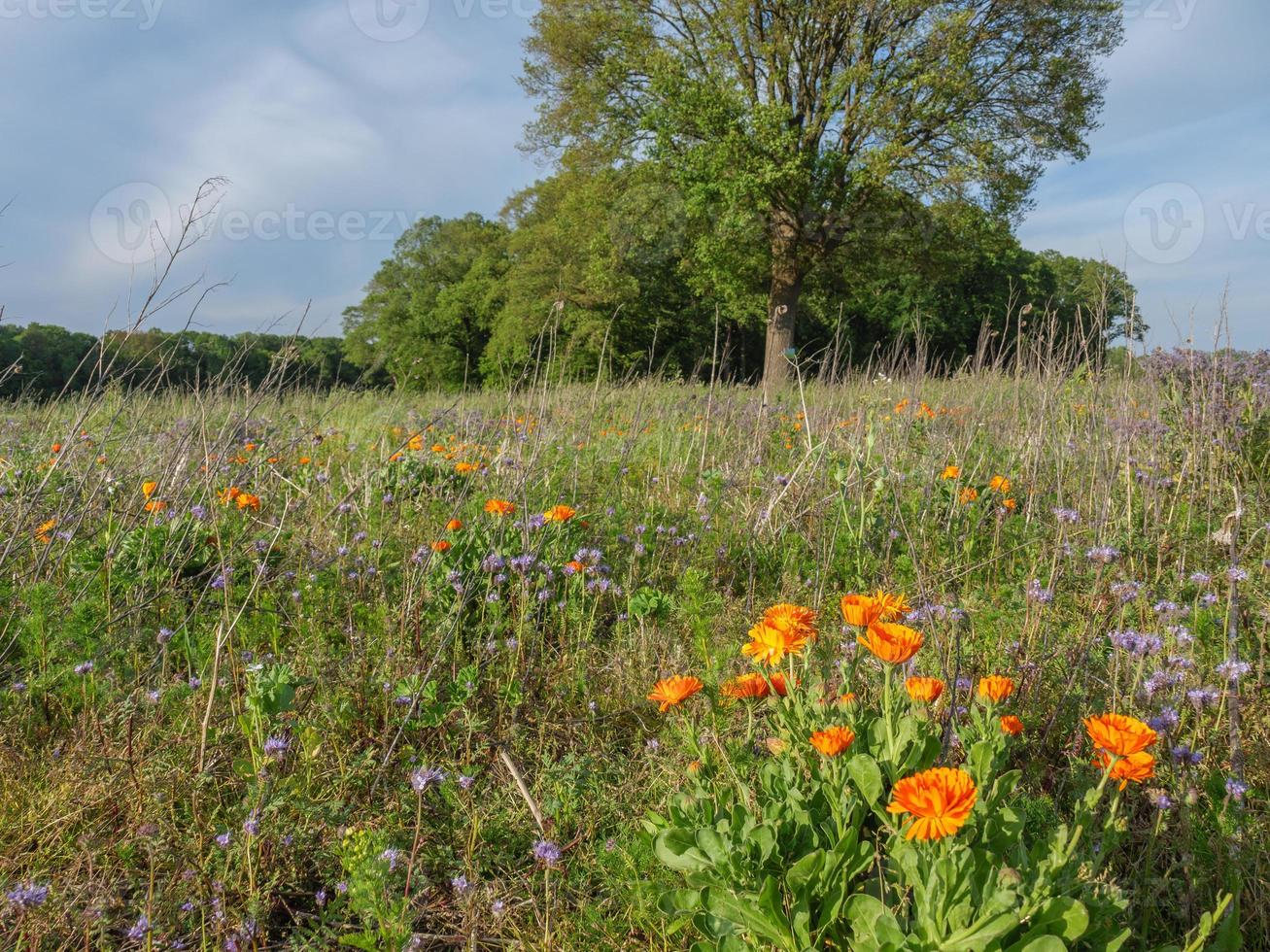 Sommerzeit in Westfalen foto