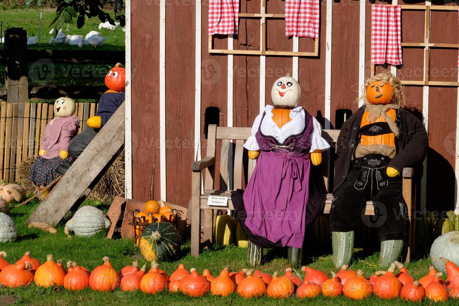 viele orange Kürbisse foto