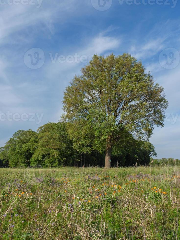 Sommerzeit in Westfalen foto