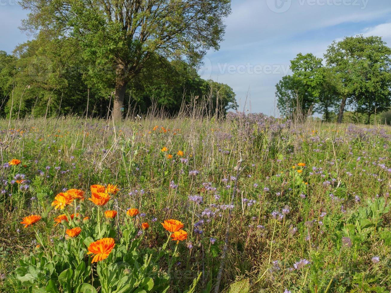 Sommerzeit in Westfalen foto