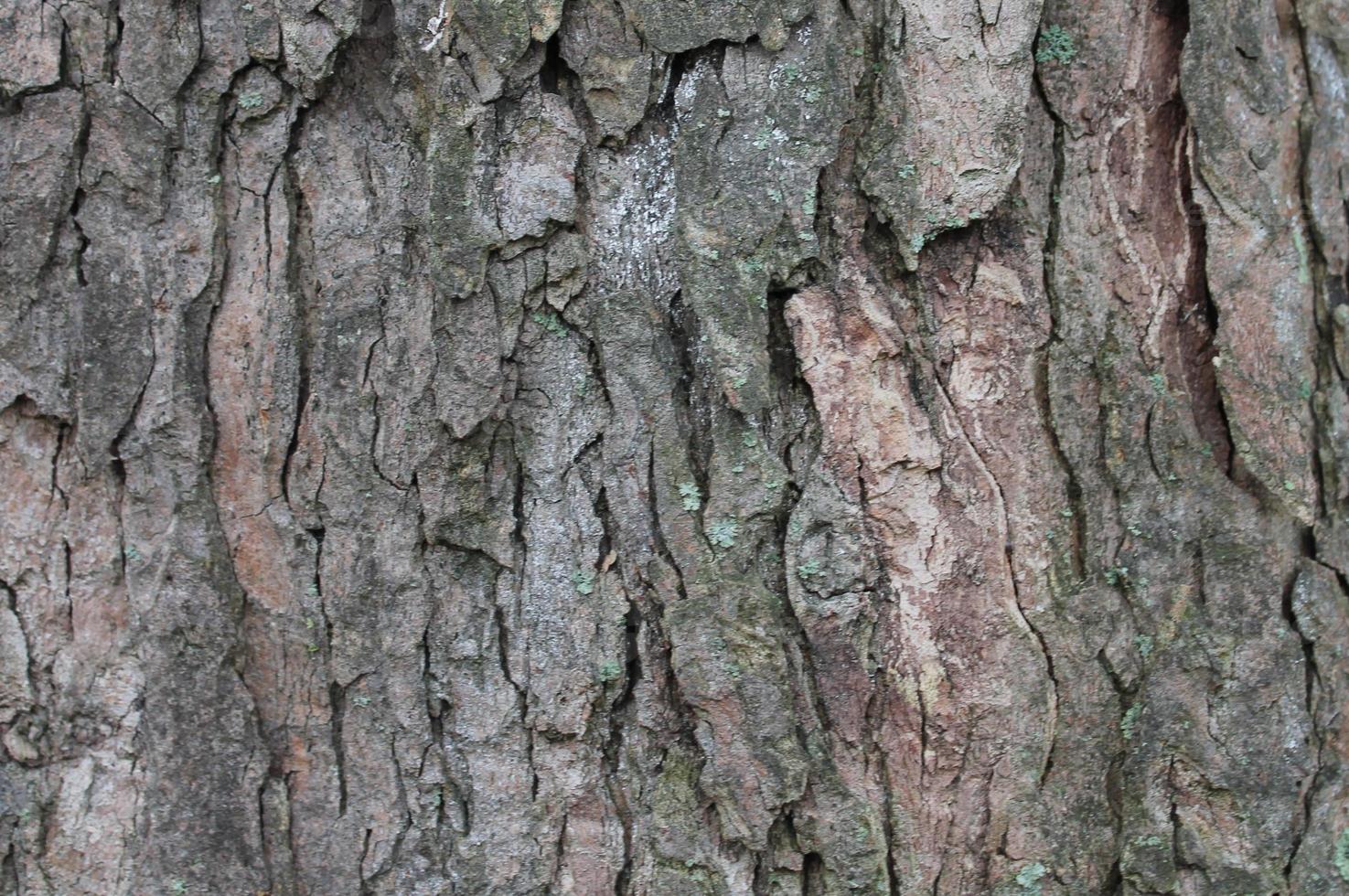 Nahaufnahme einer sehr detaillierten Baumrindenstruktur in hoher Auflösung. foto