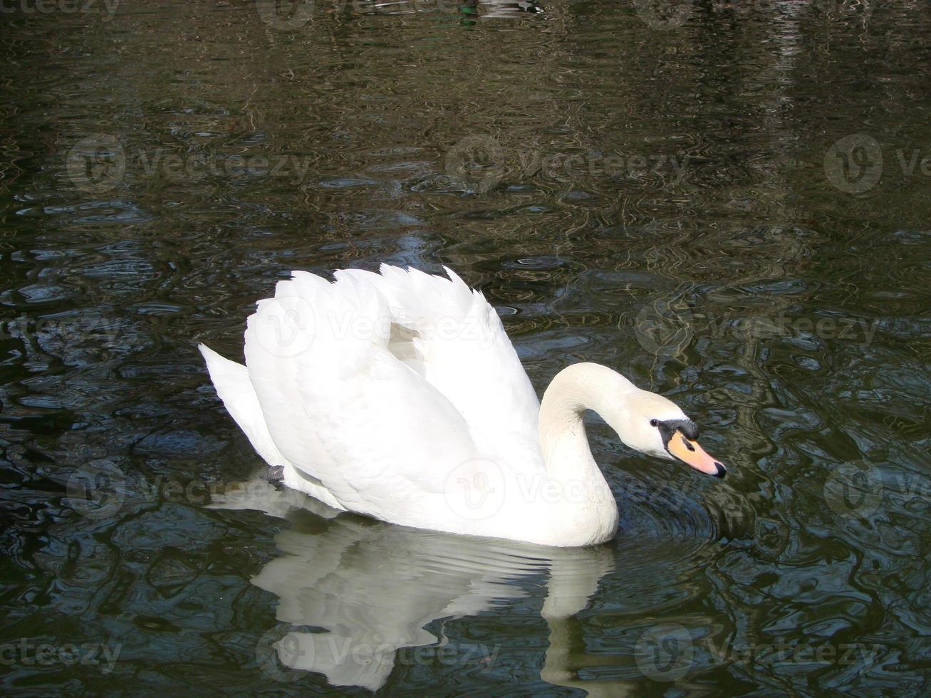 weißer Schwan im nebligen See im Morgengrauen. Morgenlichter. romantischer Hintergrund. schöner Schwan. Cygnus. foto