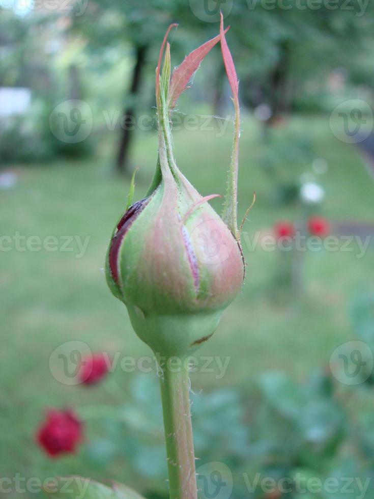 rote Rosenblätter mit Regentropfen in der Nähe. rot foto