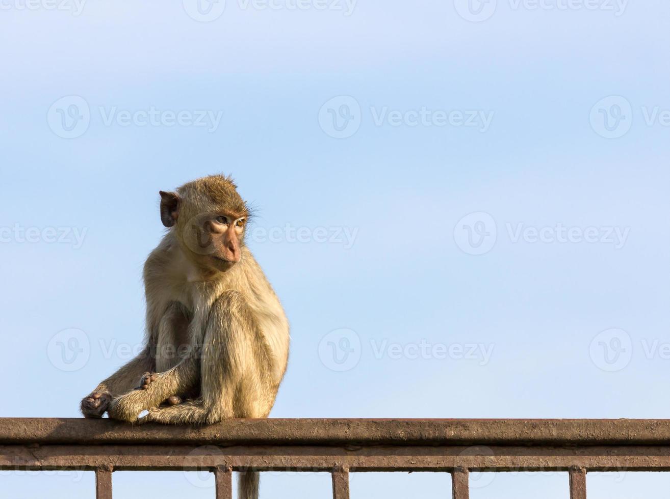 Affe im Käfig foto