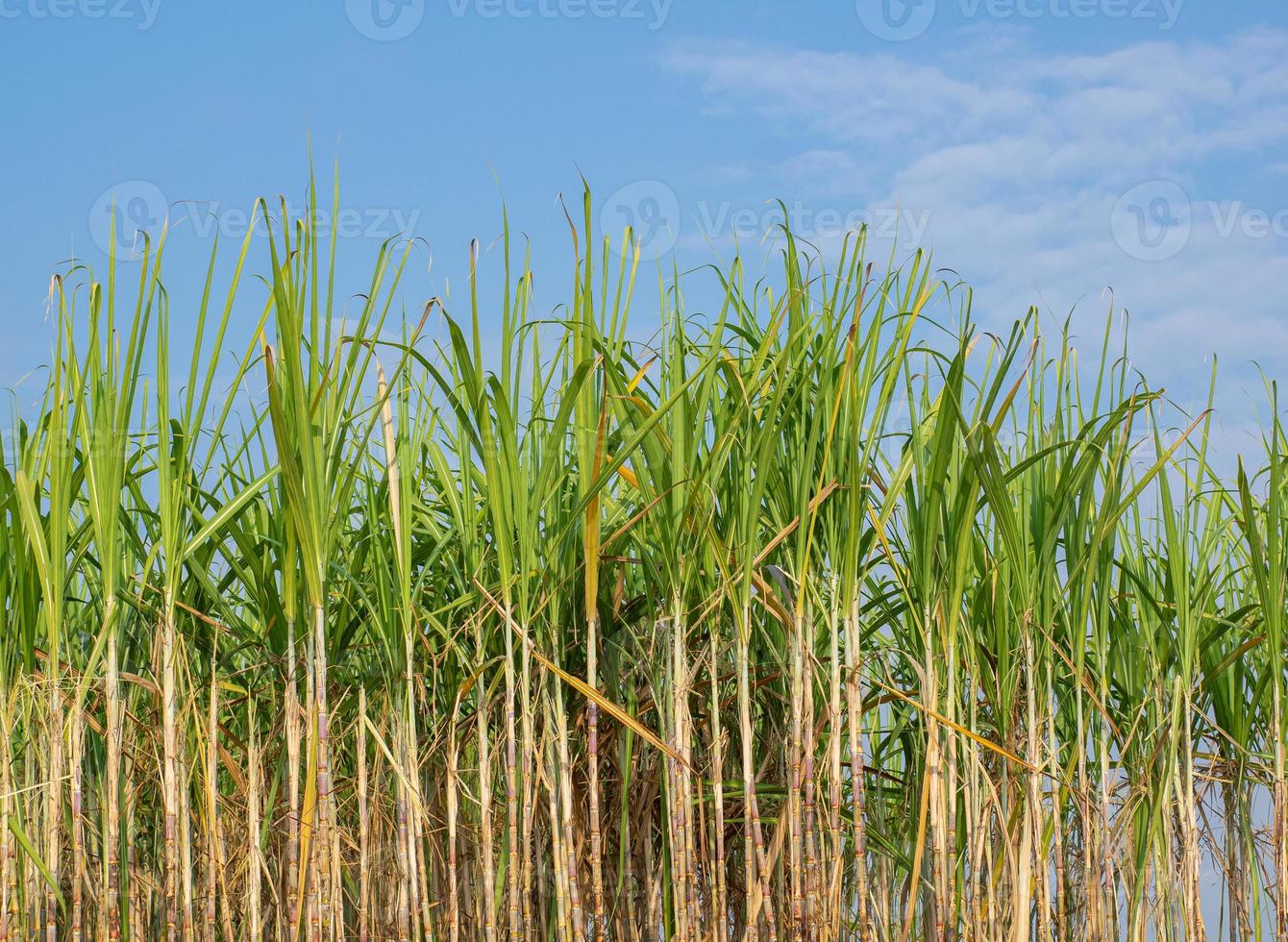 Zuckerrohrplantagen, die landwirtschaftliche tropische Pflanze in Thailand foto