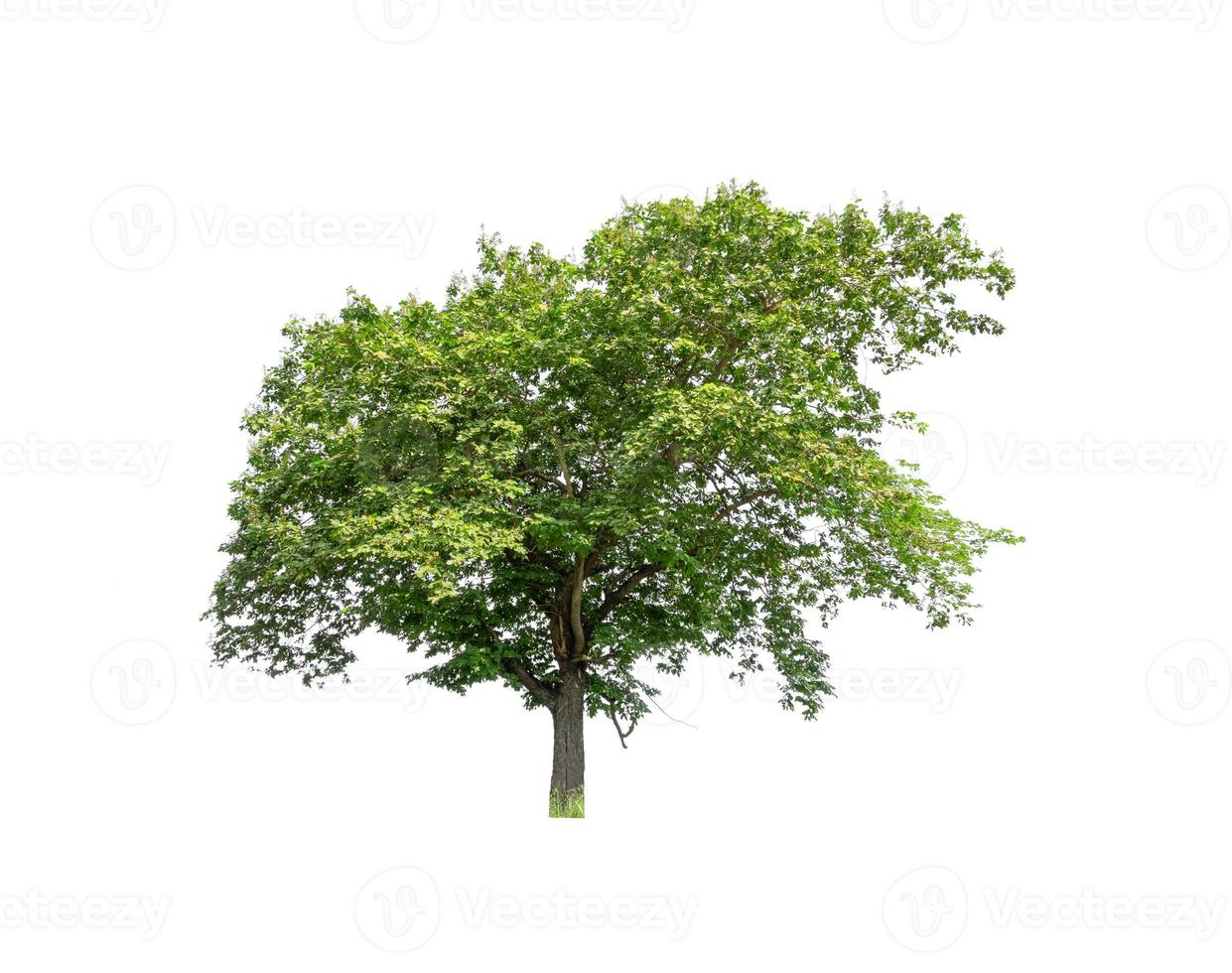 Baum, die auf einem weißen Hintergrund isoliert sind, eignen sich sowohl für den Druck als auch für Webseiten foto