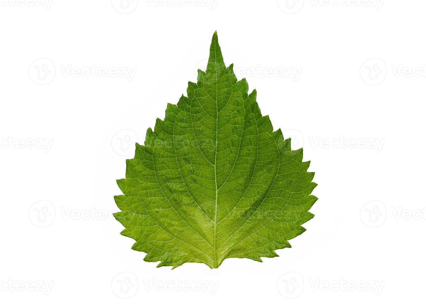 frisches grünes Oba-Blatt isoliert auf weißem Hintergrund foto