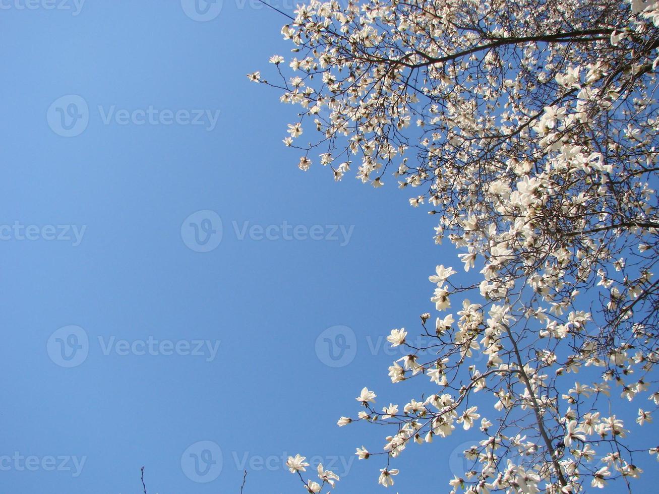 weiße magnolienblüte auf verschwommenem hintergrund foto