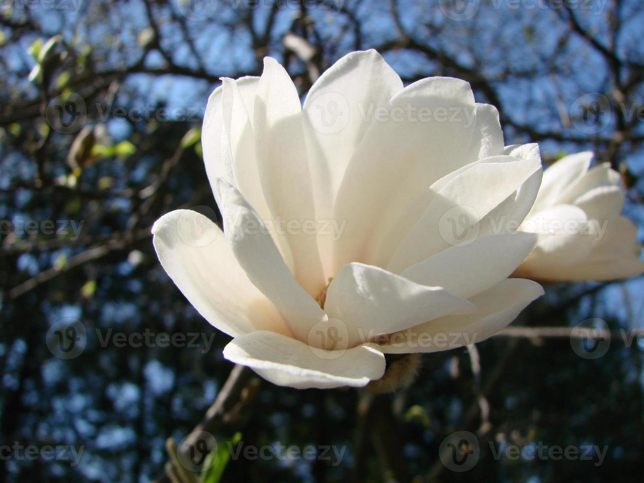 Weiße Magnolienblüte gegen den Himmel aus nächster Nähe foto