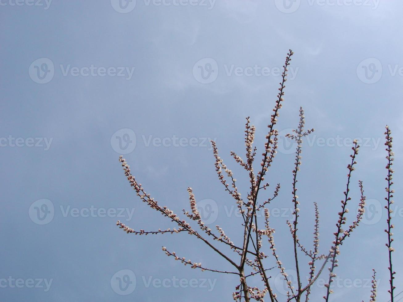 Frühlingsblütenhintergrund. schöne naturszene mit blühendem baum und sonnenaufflackern. sonniger Tag. Frühlingsblumen. foto