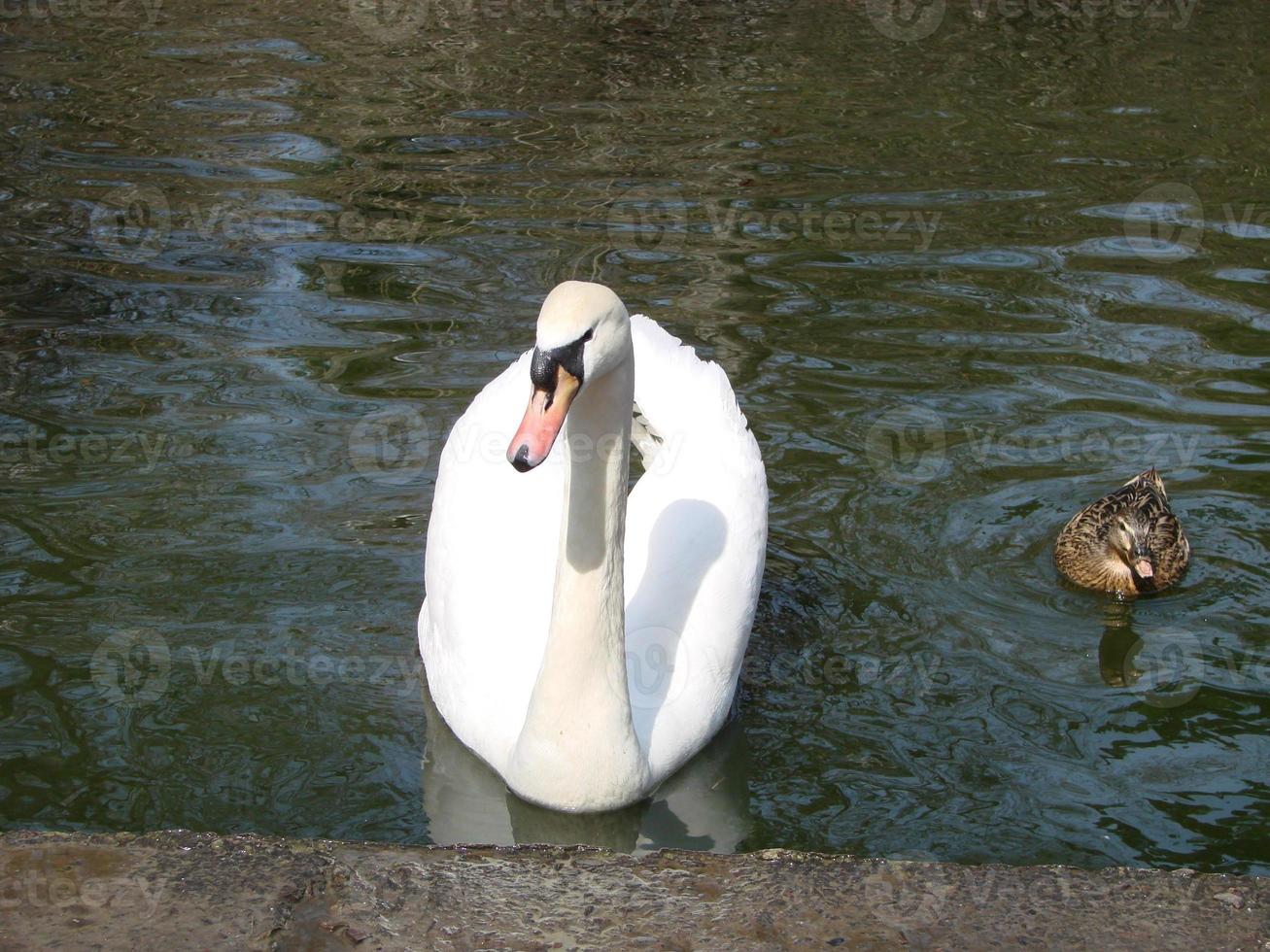 weißer Schwan im nebligen See im Morgengrauen. Morgenlichter. romantischer Hintergrund. schöner Schwan. Cygnus. foto