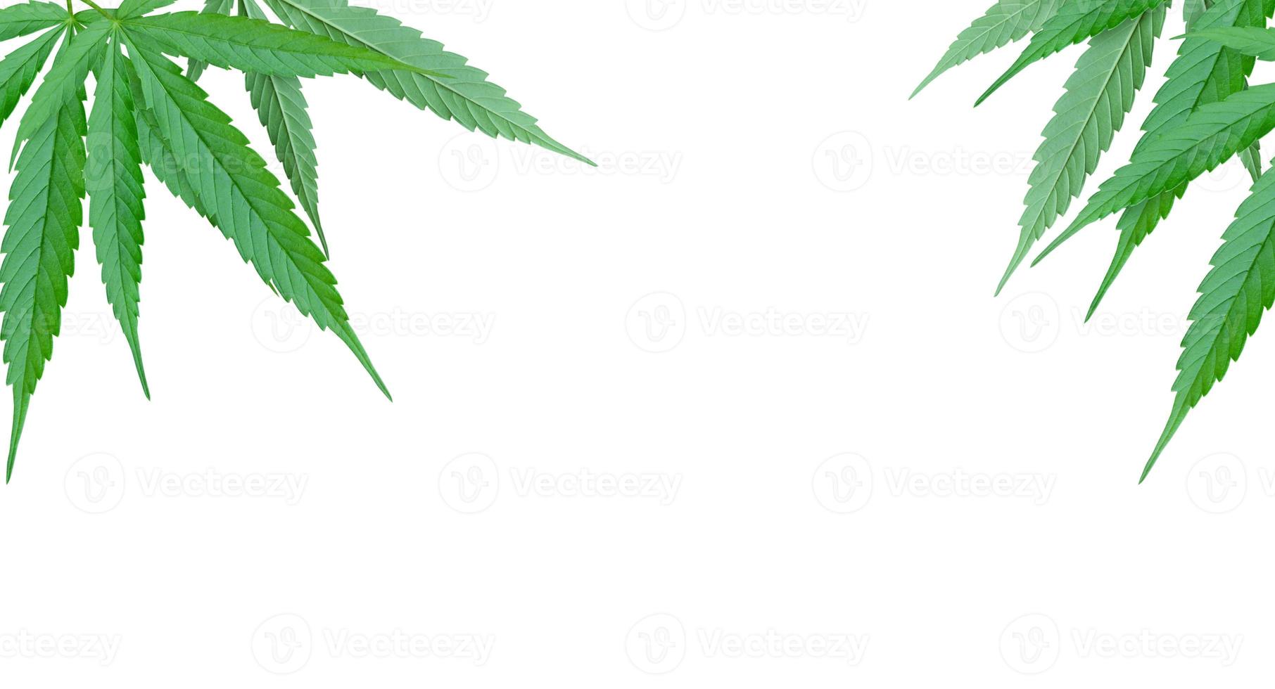 Cannabisblatt isoliert auf weißem Hintergrund foto