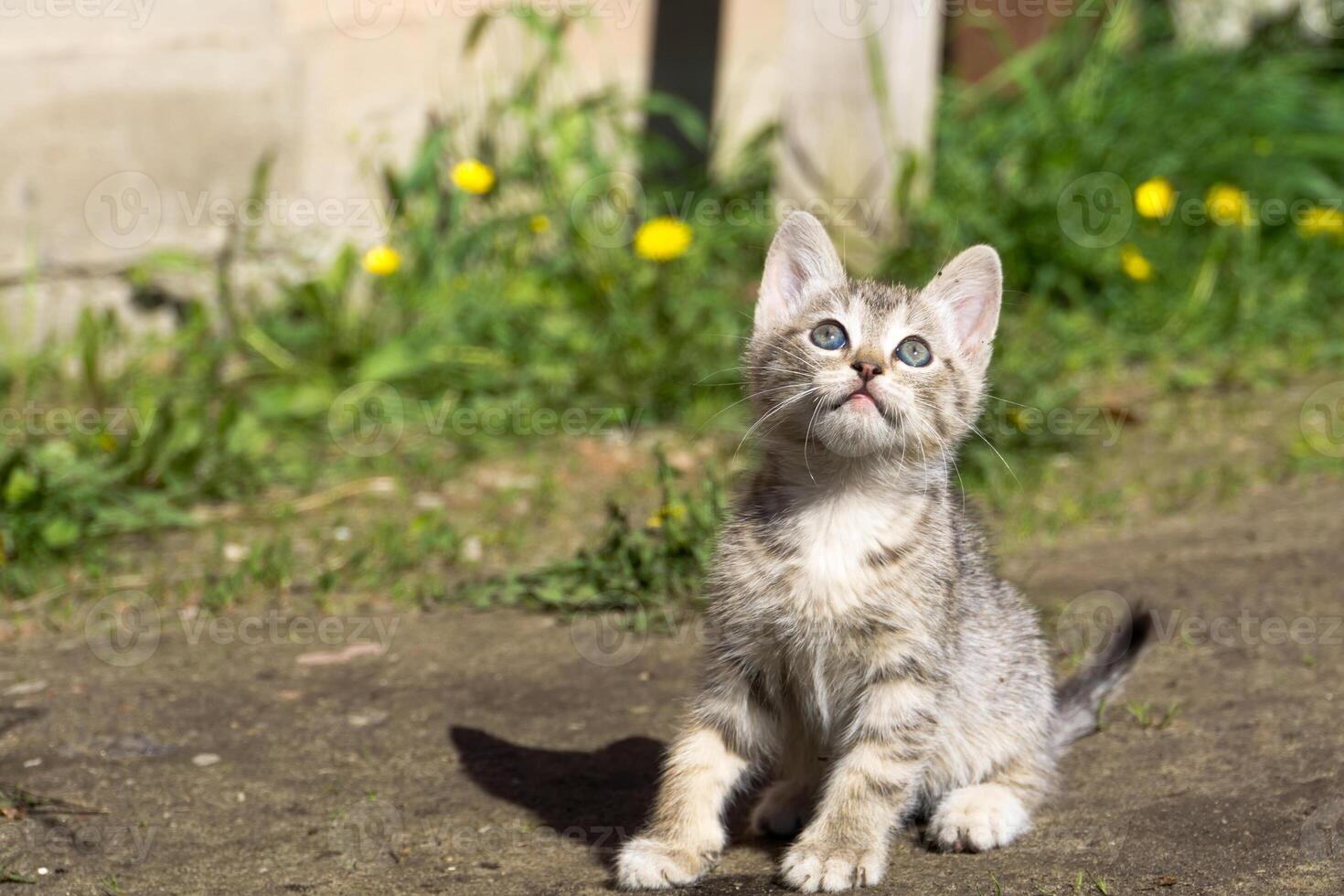 Tabby-Kätzchen spielen draußen foto