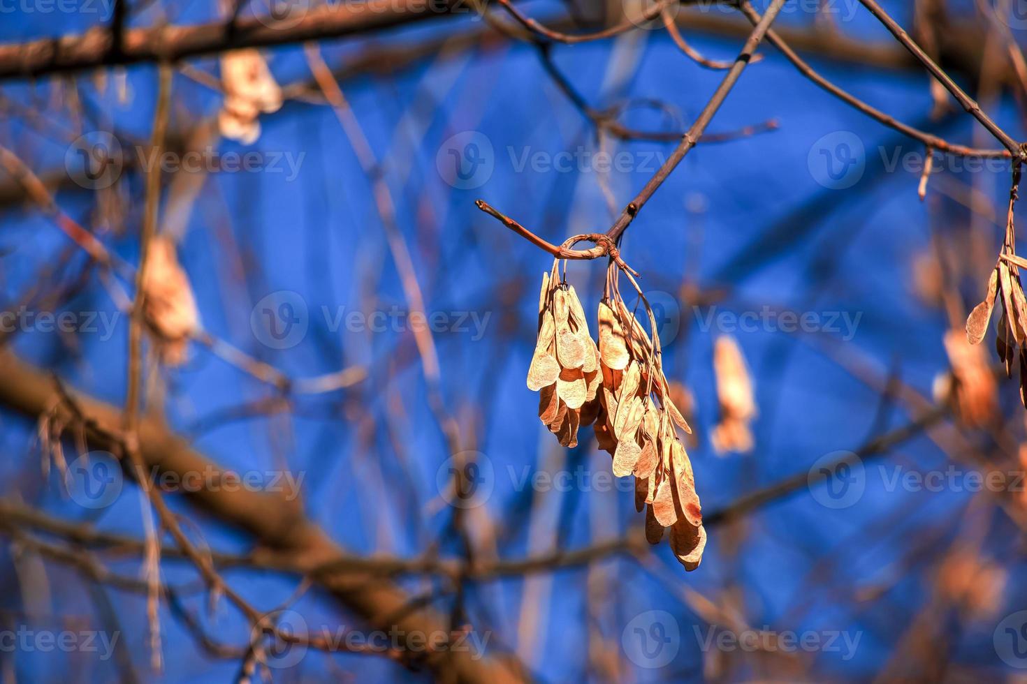 Amur-Ahornzweige mit trockenen Samen und Knospen gegen blauen Himmel - lateinischer Name - acer tataricum subsp. ginnala foto