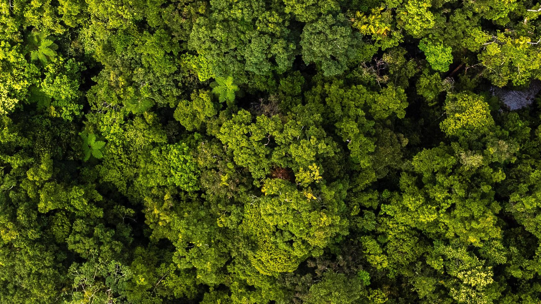 Luftaufnahme eines Regenwaldes foto