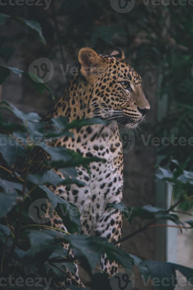 srilankischer leopard zwischen den blättern der bäume, dunkler wald foto