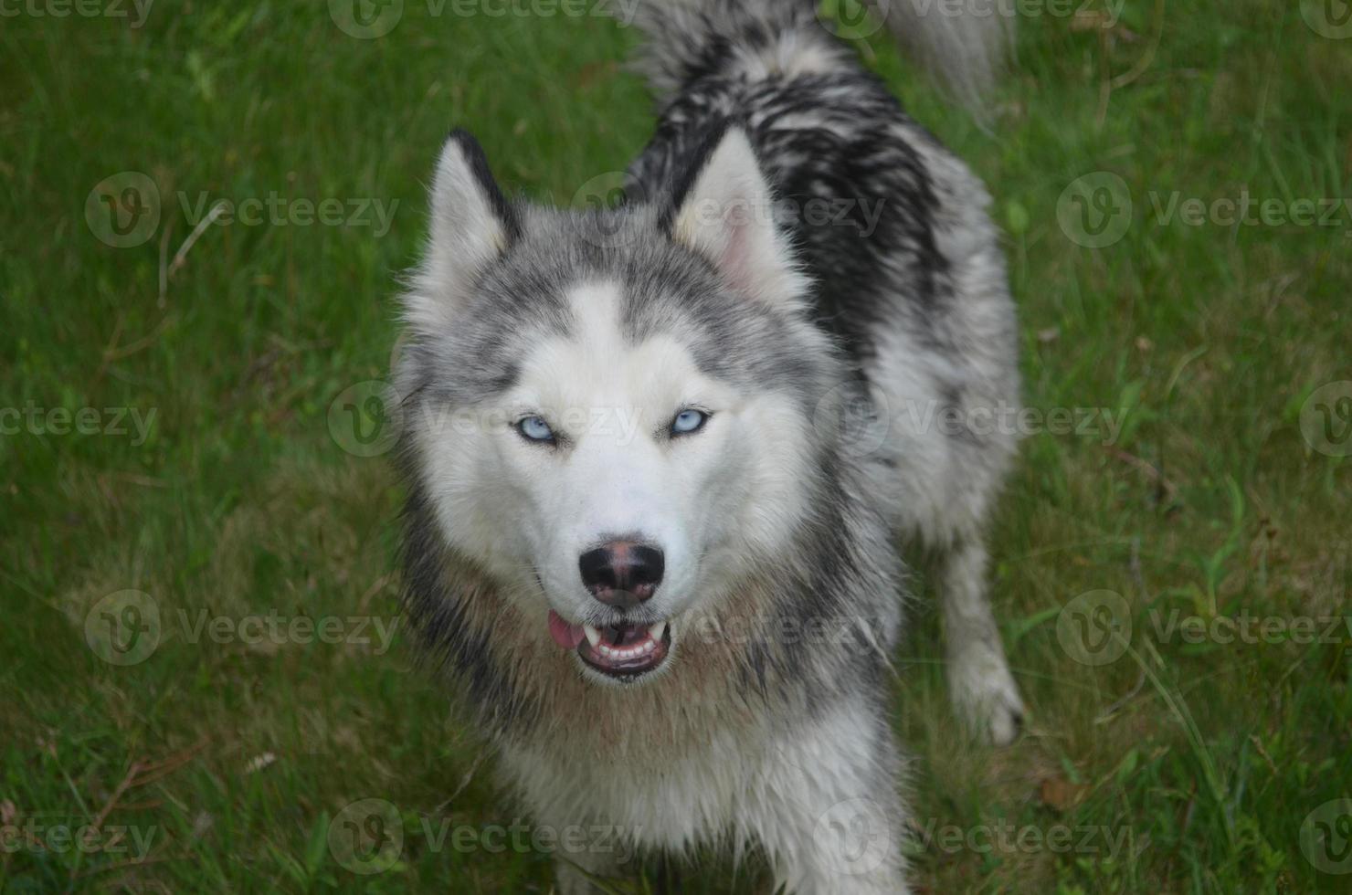 hübsche blaue Augen auf einem Hund des sibirischen Huskys foto