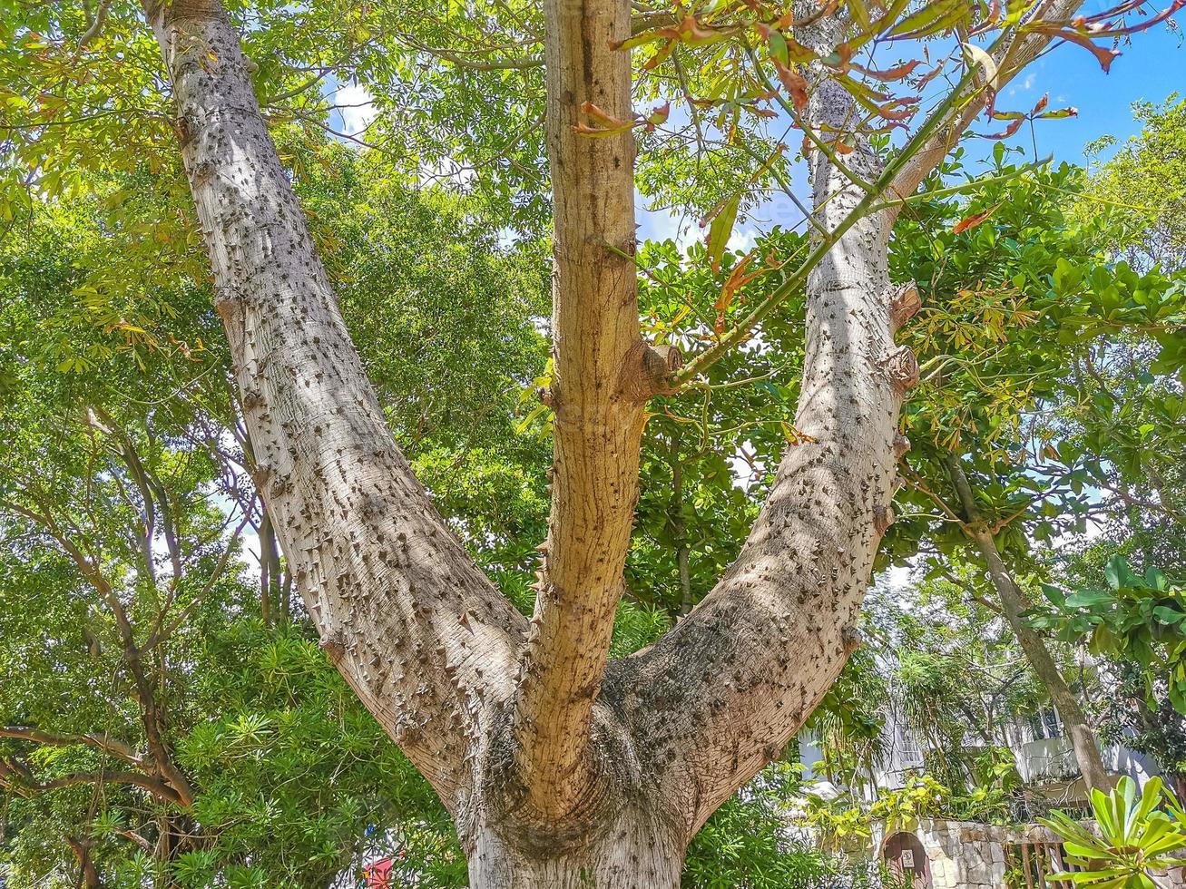 riesiger schöner kapokbaum ceiba baum mit spitzen in mexiko. foto
