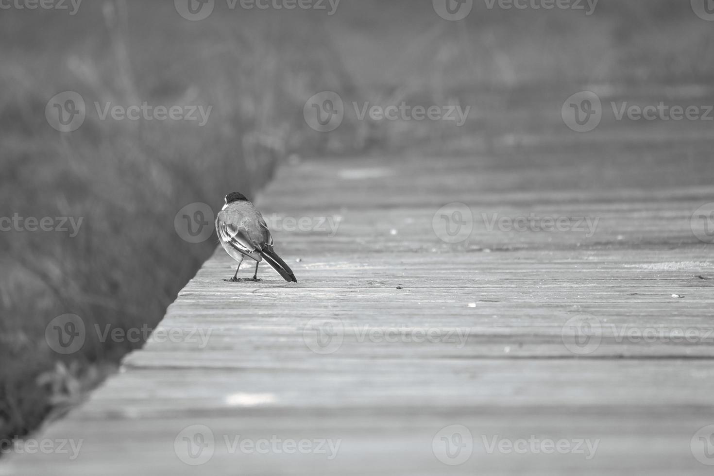 Bachstelze in Schwarz-Weiß-Aufnahme, auf einem Steg am Wasser. Singvogel foto