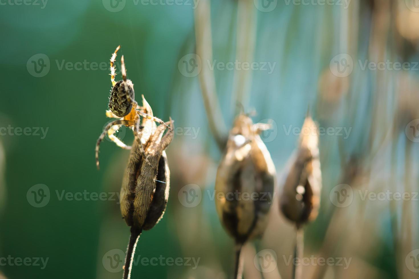 Kreuzspinne, die auf einem Spinnenfaden zu einer Pflanze kriecht. ein nützlicher Jäger unter den Insekten foto