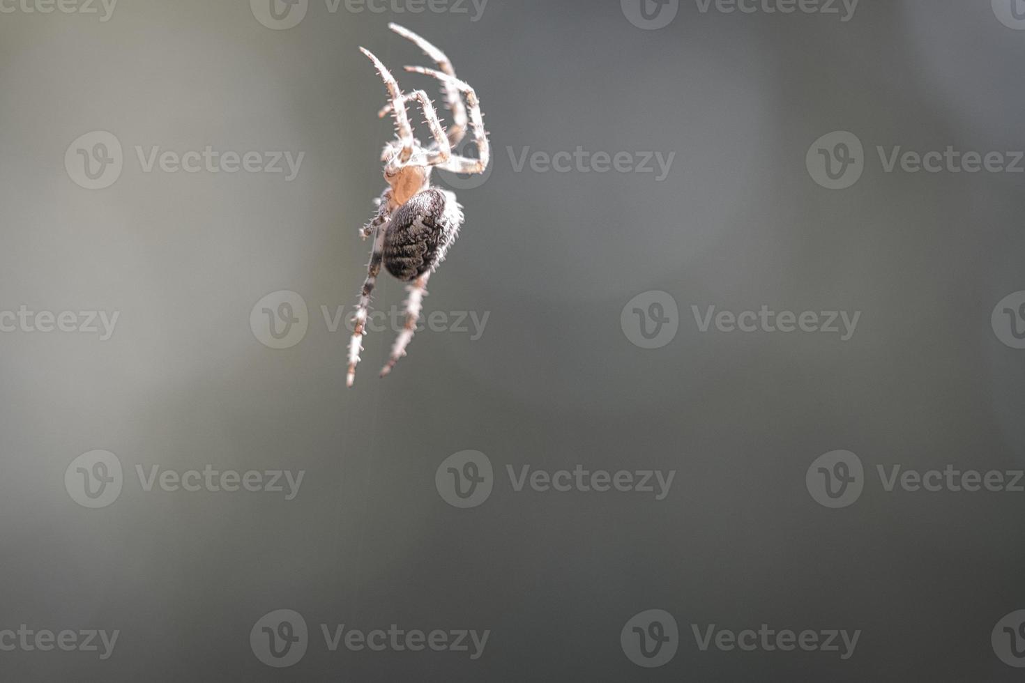 Kreuzspinne, die auf einem Spinnenfaden kriecht. ein nützlicher Jäger unter den Insekten. verschwommen foto